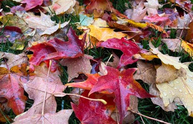 Colorful leaves that fall in autumn are not just beautiful but too useful to waste, so put them to work in the garden. (Beth Botts/The Morton Arboretum)