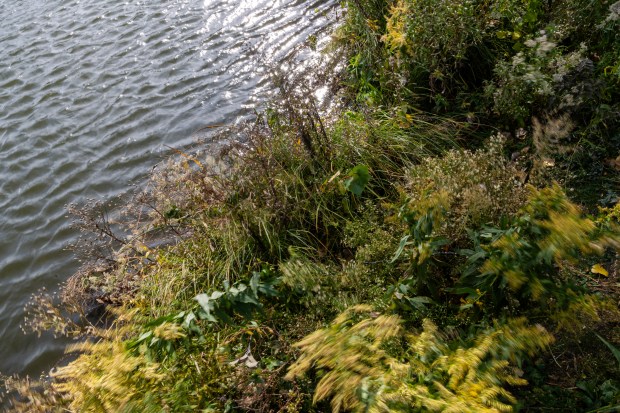 Plants blow in the wind at North Pond in Lincoln Park. (Tess Crowley/Chicago Tribune)