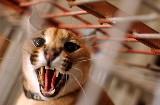 A caracal lynx like the one pictured was found in Hoffman Estates on Tuesday, Oct. 15, 2024. (E. Jason Wambsgans/Chicago Tribune)