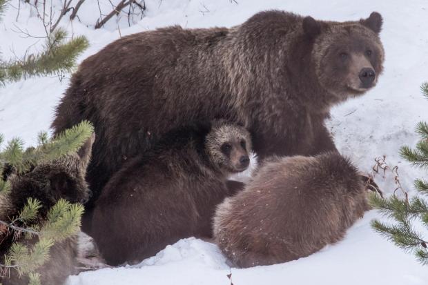 FILE - Grizzly bear 399 and her four cubs feed on a deer carcass on Nov. 17, 2020, in southern Jackson Hole. (Ryan Dorgan/Jackson Hole News & Guide via AP, File)