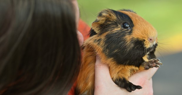 Amy Gleeson of Northbrook holds one of two guinea pigs brought to the pet blessing. The orange and black one is Zavey and the second one is black and white and named Iggy. Taken at the pet blessing at Holy Cross Church in Deerfield on the front lawn of rectory, The House on The Hill on Oct. 5, 2024. (Karie Angell Luc/Lake County News-Sun)