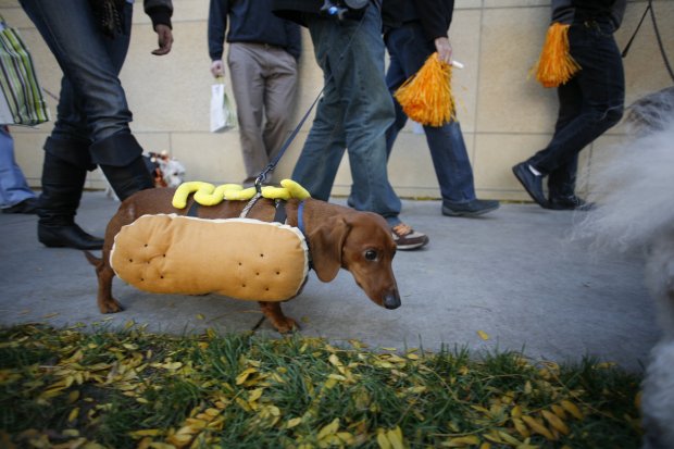 Dexter the dachshund parades in his Halloween finery at the Tails in the City pet parade in Chicago in 2006. (Chuck Berman/Chicago Tribune)