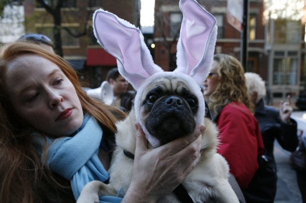 Pugsly, a five-year-old pug dressed like a bunny, and owner Marybeth Brandabur of Chicago on Oct. 29, 2006, at the Tails in the City Halloween pet parade to benefit PAWS Chicago. (Chuck Berman/Chicago Tribune)