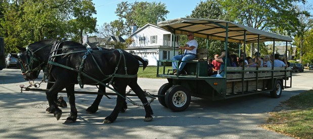 The horse trolley featuring the Percheron draft horse breed at Northbrook Autumnfest on Oct. 5, 2024 in Northbrook at Meadowhill Park. (Karie Angell Luc/Pioneer Press)