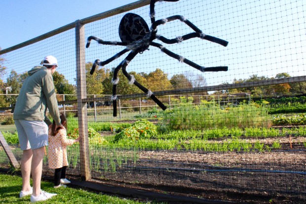 Families were invited to explore the property at Elawa Farm, here Rick Mayfield and Mimi Mayfield 3 years old of Lake Bluff, view the learning gardens at Elawa Farm during Saturday's Fall Fest. (Gina Grilo/ For the Pioneer Press)