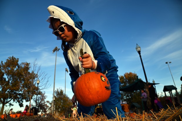 Hoisting a pumpkin choice in the pumpkin patch is Evelynn Kang, 10, a fifth-grader from Lincolnshire at Boo Bash in Lincolnshire at North Park on Oct. 25, 2024. (Karie Angell Luc/Pioneer Press)