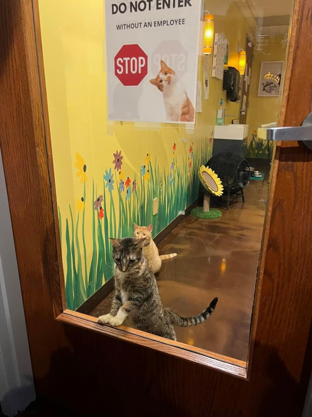 Second Chance 4 Pets with The Region Cat Café, 281 W. 80th Place in Merrillville are eager to celebrate a 500th feline adoption this weekend during their Paw Palooza festival from 11 a.m. to 4 p.m. on Sunday at The Region Cat Café in Merrillville. (Phil Potempa/Post-Tribune)