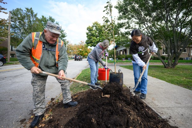 Volunteers, from left to right, civil air patrol captain David Straughn, Vale of Paradise garden club member Linda Dingee, and Valparaiso resident Mingyan Zhou dig a hole to place a tree during a volunteer tree planting event in Valparaiso on Saturday, Oct. 5, 2024. (Kyle Telechan/for the Post-Tribune)