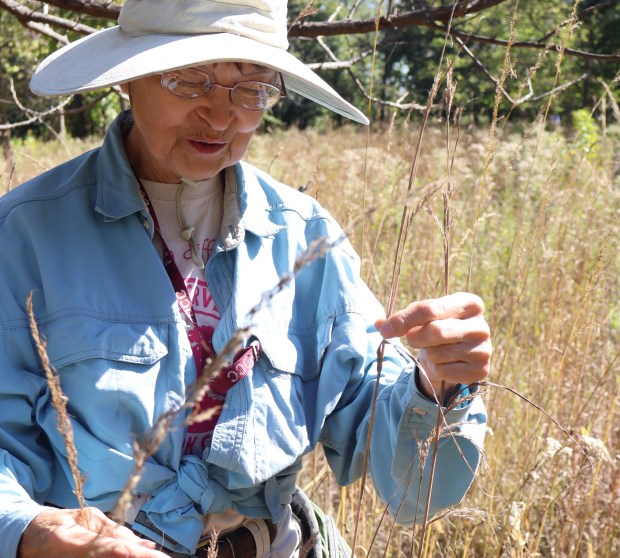 Volunteer site steward Marianne Kozlowski examines big blue stem and Indian grass growing Eggers Grove. (Susan DeGrane/Daily Southtown)