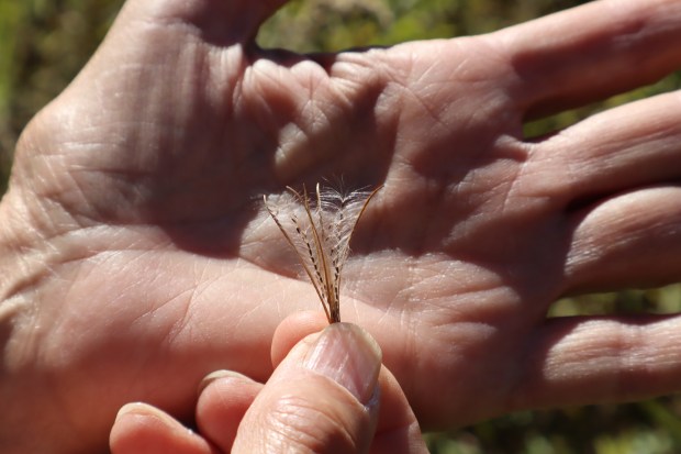 Volunteer site steward Marianne Kozlowski examines a willow-herb Epilobium seed found at Eggers Grove. (Susan DeGrane/Daily Southtown)