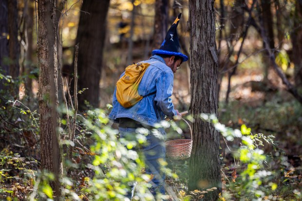 A member of the Illinois Mycological Association wears a witch hat as a Halloween costume while collecting fungi at the St. Mihiel Woods-East nature preserve. (Tess Crowley/Chicago Tribune)