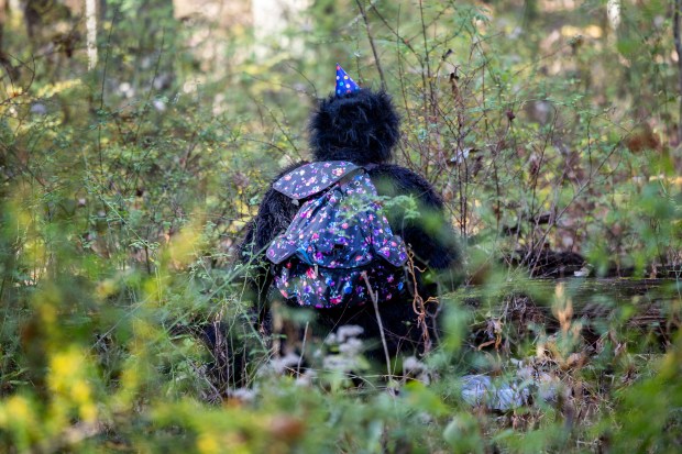 DJ Jones wears a gorilla Halloween costume while collecting fungi with the Illinois Mycological Association at the St. Mihiel Woods-East nature preserve in Tinley Park on Oct. 26, 2024. (Tess Crowley/Chicago Tribune)