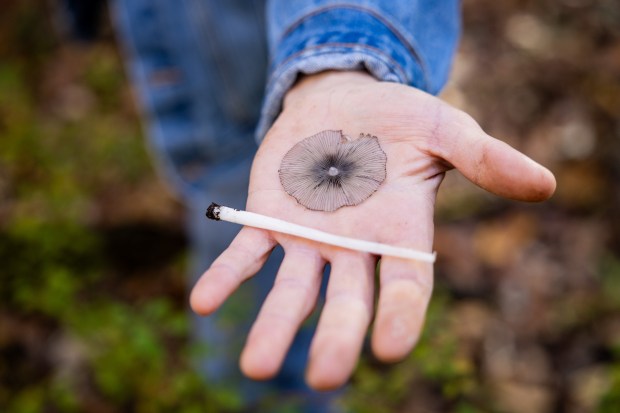 A member of the Illinois Mycological Association collects fungi at the St. Mihiel Woods-East nature preserve in Tinley Park. (Tess Crowley/Chicago Tribune)