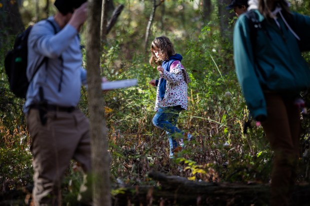 Molly Willis, 6, searches for fungi with the Illinois Mycological Association at the St. Mihiel Woods-East nature preserve. (Tess Crowley/Chicago Tribune)