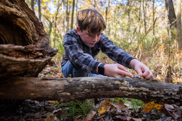 John Willis, 12, collects fungi with the Illinois Mycological Association at the St. Mihiel Woods-East nature preserve in Tinley Park on Oct. 26, 2024. (Tess Crowley/Chicago Tribune)