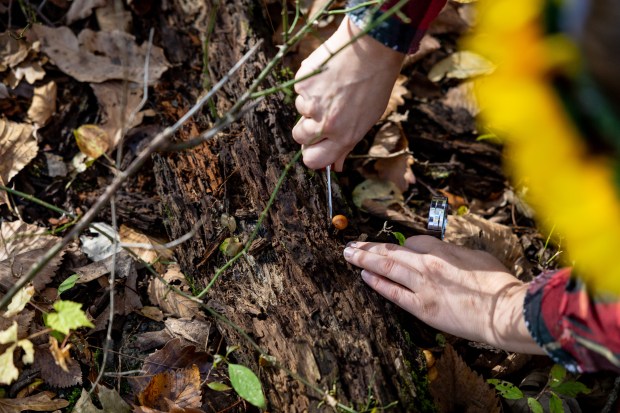 Kate Peltz wears a forest elf fairy Halloween costume while collecting fungi with the Illinois Mycological Association at the St. Mihiel Woods-East nature preserve. (Tess Crowley/Chicago Tribune)