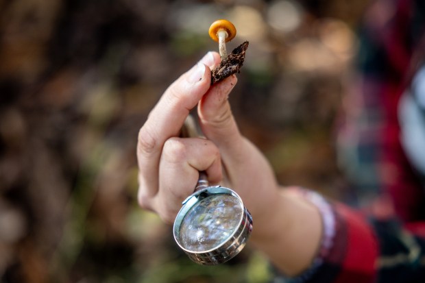 Kate Peltz wears a forest elf fairy Halloween costume while collecting fungi with the Illinois Mycological Association at the St. Mihiel Woods-East nature preserve in Tinley Park on Oct. 26, 2024. (Tess Crowley/Chicago Tribune)