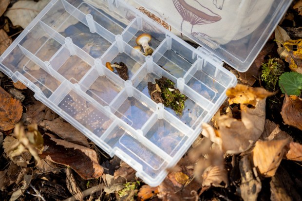 A tray lays open with fungi specimens that Kate Peltz collected with the Illinois Mycological Association at the St. Mihiel Woods-East nature preserve. (Tess Crowley/Chicago Tribune)