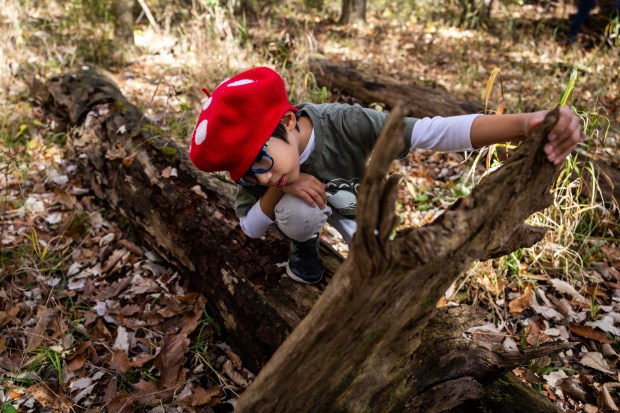 Neil Fei, 8, in a mushroom hat that he wears as a Halloween costume every year, collects fungi with the Illinois Mycological Association at the St. Mihiel Woods-East nature preserve in Tinley Park on Oct. 26, 2024. (Tess Crowley/Chicago Tribune)