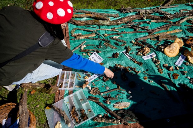 Melissa Fei lays fungi on a blanket after a fungi collection by the Illinois Mycological Association at the St. Mihiel Woods-East nature preserve in Tinley Park on Oct. 26, 2024. (Tess Crowley/Chicago Tribune)