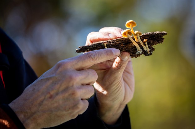 Mycologist Dr. Patrick Leacock explains that the fungi in his hand is poisonous after a fungi collection by the Illinois Mycological Association at the St. Mihiel Woods-East nature preserve in Tinley Park. (Tess Crowley/Chicago Tribune)