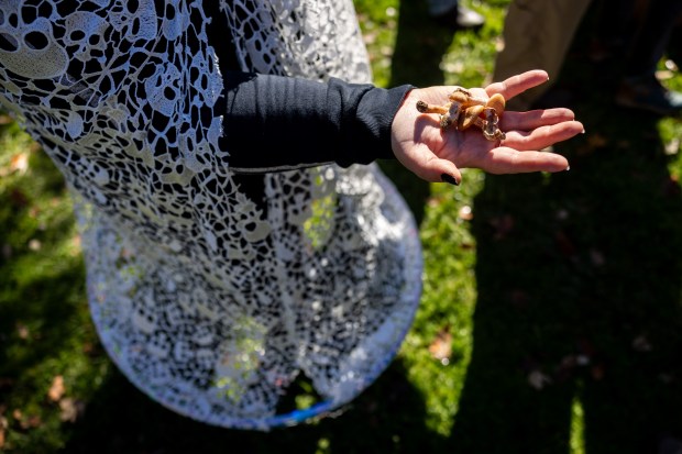 Kate Golembiewski, dressed in a bridal veil stinkhorn mushroom Halloween costume, holds fungi while listening as mycologist Dr. Patrick Leacock identifies fungi collected by the Illinois Mycological Association at the St. Mihiel Woods-East nature preserve in Tinley Park on Oct. 26, 2024. Some of the collected fungi will be taken to the Field Museum for DNA analysis. (Tess Crowley/Chicago Tribune)