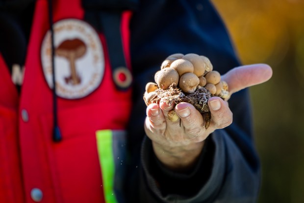 Mycologist Dr. Patrick Leacock identifies fungi collected by the Illinois Mycological Association as puffball mushrooms at the St. Mihiel Woods-East nature preserve on Oct. 26, 2024. (Tess Crowley/Chicago Tribune)