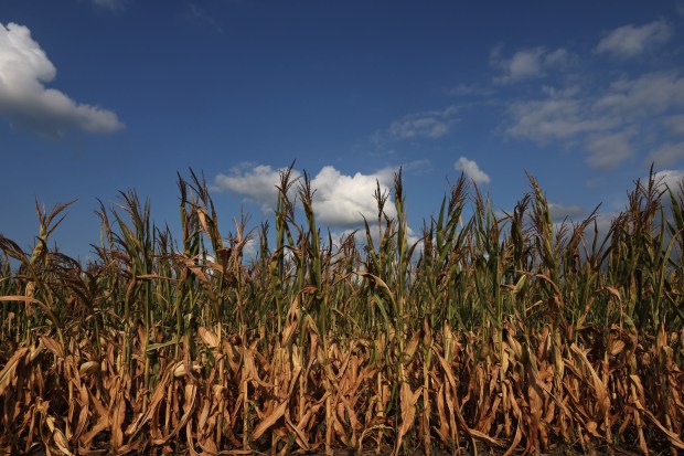 Parched corn plants line a field on Aug. 3, 2023, in Mason County, Illinois The majority of Mason County is under a "Severe Drought" designation as of Aug., according to the U.S. Drought Monitor map, a federal government tracking system. (John J. Kim/Chicago Tribune)