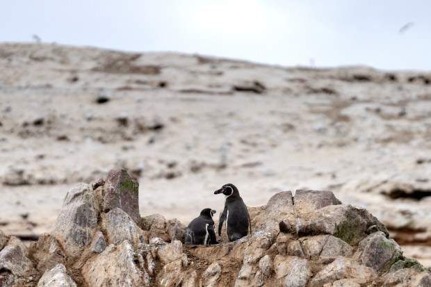 A pair of Humboldt penguins at Islas Ballestas, which teems with birdlife and is sometimes called the Poor Man's Galapagos, about 10 miles offshore of Paracas National Reserve in Peru, Aug. 23, 2024. (Angela Ponce/The New York Times)