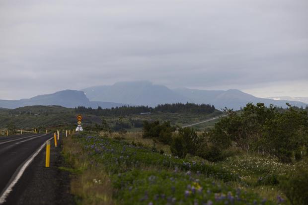 The Ring Road in west Iceland, July 16, 2024. In a country with more sheep than people, a DIY wool journey from sheep farms to yarn shops makes perfect sense. (Sigga Ella/The New York Times)