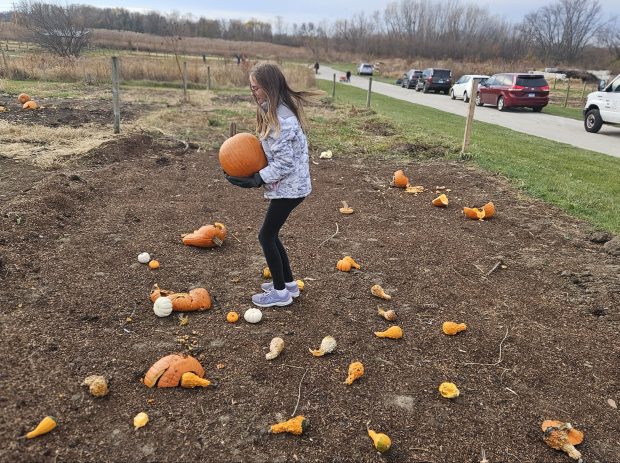 Elly Wollen, 13, of Geneva, gets ready to toss a pumpkin she brought to the pumpkin smash event at Community Gardens at Prairie Green in Geneva on Saturday. (David Sharos / For The Beacon-News)