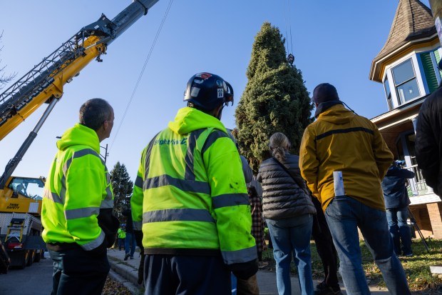 Workers and neighbors look at the 53-foot Colorado blue spruce in Logan Square neighborhood of Chicago on Nov. 1, 2024. (Tess Crowley/Chicago Tribune)