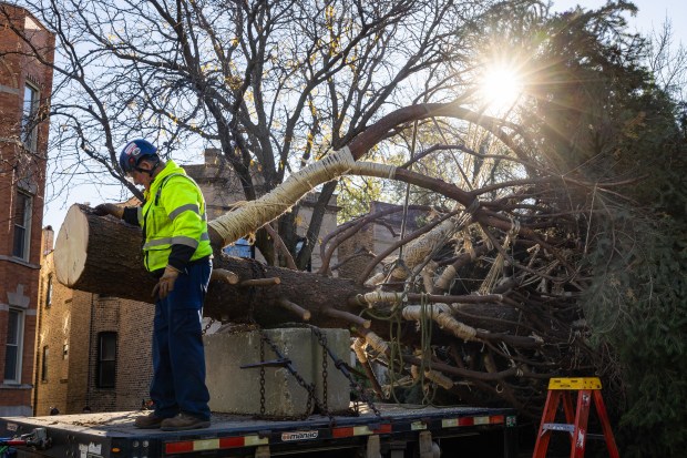 BrightView Landscapes workers tie Chicago's 2024 Christmas tree to a trailer on Nov. 1, 2024. (Tess Crowley/Chicago Tribune)