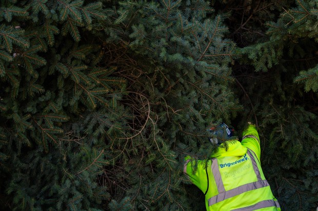 After being cut and lifted by a crane, BrightView Landscapes workers tie down Chicago's 2024 Christmas tree on Nov. 1, 2024. (Tess Crowley/Chicago Tribune)