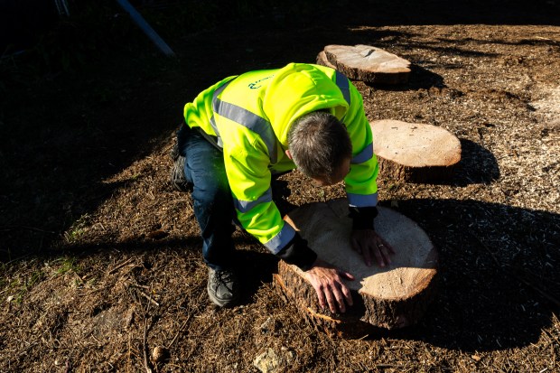 After being cut, BrightView Landscapes' Jim Williams counts the rings from the stump of Chicago's 2024 Christmas tree on Nov. 1, 2024. The thin logs cuts from the stump will be made into plaques to be gifted to the current and former families of the home. (Tess Crowley/Chicago Tribune)