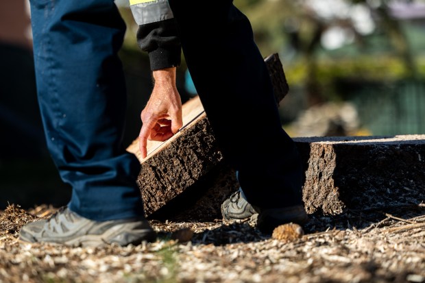 After being cut, BrightView Landscapes' Jim Williams counts the rings from the stump of Chicago's 2024 Christmas tree, a 53-foot Colorado blue spruce, on Nov. 1, 2024. (Tess Crowley/Chicago Tribune)