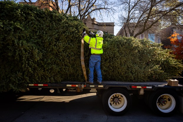 BrightView Landscapes workers tie down Chicago's 2024 Christmas tree, a 53-foot Colorado blue spruce after it was cut down in the Logan Square neighborhood of Chicago on Nov. 1, 2024. (Tess Crowley/Chicago Tribune)