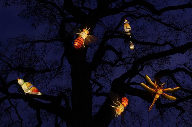 Illuminated ornaments hang from a tree on the first night of ZooLights at Lincoln Park Zoo on Nov. 15, 2024, in Chicago. (John J. Kim/Chicago Tribune)