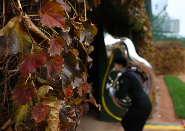 Turning ivy leaves hang onto vines as a Northwestern marching band tuba player enters an outfield door before a game against Ohio State at Wrigley Field on Nov. 16, 2024, in Chicago. (John J. Kim/Chicago Tribune)