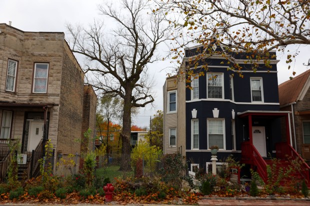 A tree rises in in an empty lot at 1630 South Trumbull Avenue in the North Lawdale neighborhood of Chicago on Nov. 19, 2024. The boulevard there is sprinkled with roses and several species of flowers and grasses planted by neighborhood gardener Kevin Hunt. (Stacey Wescott/ Chicago Tribune)