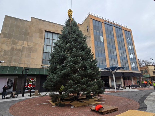 A 33-foot blue spruce sits in the newly renovated DuPage Court Friday as the city of Elgin's first live holiday tree. City crews will decorate it next week in advance of its official lighting as part of Elgin's Holly Days and Small Business Saturday. (Gloria Casas/The Courier-News)