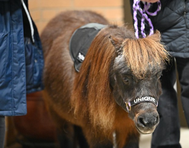 SOUL Harbour Ranch Animal Therapy Program of Barrington provided miniature horses like this one and dogs for emotional therapy support at Saint Matthew Lutheran Church (720 Dundee Ave.) at The Community Meal in Barrington on Nov. 12, 2024, the Tuesday evening after Veterans Day. (Karie Angell Luc/Pioneer Press)