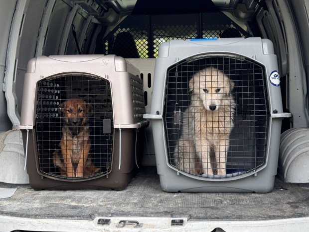 These are two of the 23 dogs found in need of care on an unincorporated Dyer property after police served a search warrant Wednesday morning. (Photo courtesy of the Lake County Sheriff's Department)