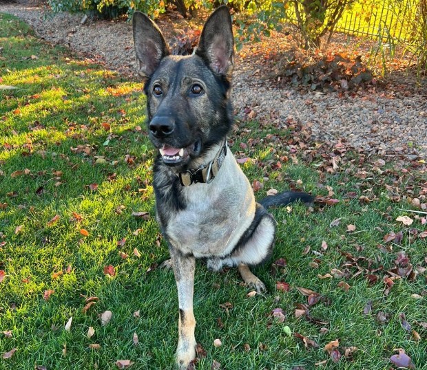 One of Nicco's front legs was amputated after tumbling while playing fetch in his handler's backyard. (Keith Bogdanovich)