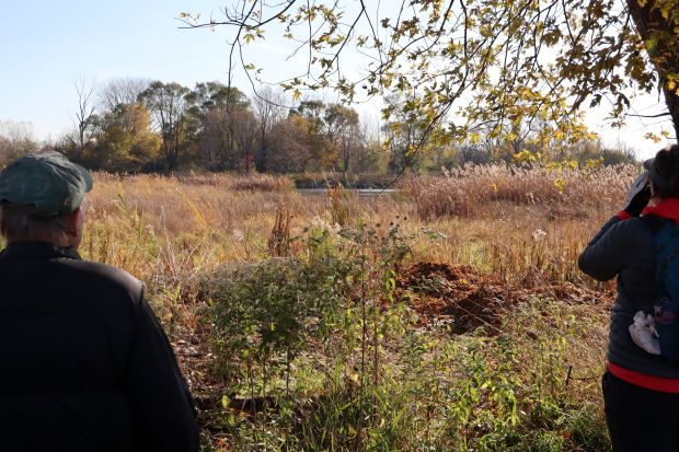 Walter Marcisz and Pam Steiner look for ducks in a portion of enhanced wetland located in the Powderhorn Prairie and Marsh Nature Preserve on Chicago's Southeast Side during a recent trip to the preserve. (Susan DeGrane/Daily Southtown)