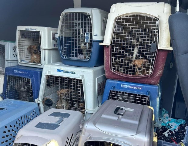 Dogs rescued from a hoarding situation in West Virginia are taken in Oct. to the Parkersburg Humane Society in that state. From there, 20 of the 146 dogs travelled to the South Suburban Humane Society in Matteson, where they were set up in foster care. (Parkersburg Humane Society)