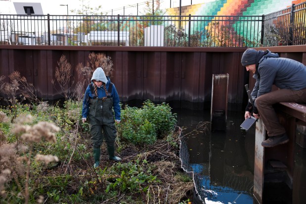 Scientist Sammie Clark, with Urban Rivers, inspects a possible beaver scent mound on a floating garden built and maintained by Urban Rivers along the South Branch of the Chicago River as Stephen Meyer, a Urban Rivers volunteer coordinator, adjusts a camera, Nov. 20, 2024. (Eileen T. Meslar/Chicago Tribune)