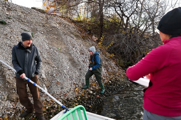 Scientist Sammie Clark, with Urban Rivers, returns to the boat after inspecting beaver chew marks on a tree along the South Branch of the Chicago River as Stephen Meyer holds onto the pontoon boat on Nov. 20, 2024. (Eileen T. Meslar/Chicago Tribune)