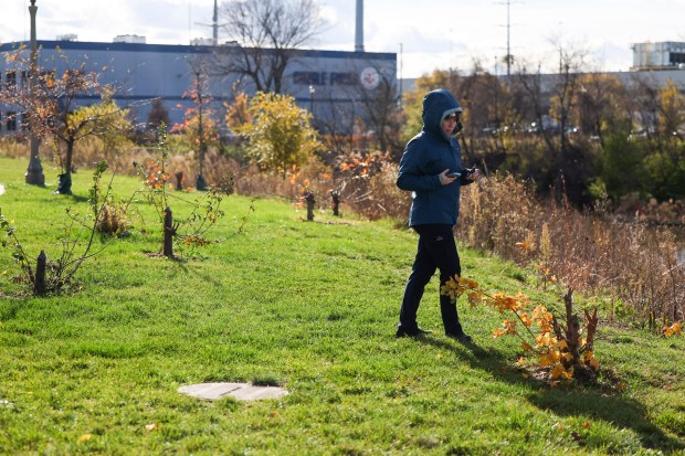 Scientist Sammie Clark, with Urban Rivers, inspects multiple tree stumps due to beaver activity in front of townhomes along Bubbly Creek near the South Branch of the Chicago River, Nov. 20, 2024. (Eileen T. Meslar/Chicago Tribune)