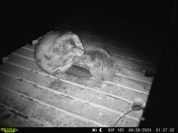 A beaver and its offspring on a boat slip near Bubbly Creek along the Chicago River's South Branch, photographed in the early morning Sept. 26, 2024, by a trail camera installed by nonprofit Urban Rivers. (Stephen Meyer/Urban Rivers)